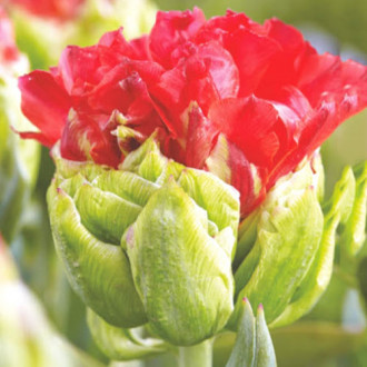 Тюльпан махровый Кросби изображение 4