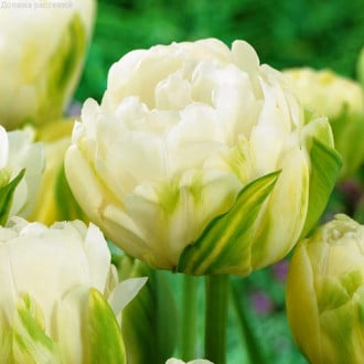Тюльпан махровый Дабл Маурин изображение 5