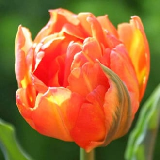 Тюльпан махровый Монте Оранж изображение 6