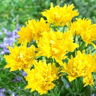 Тюльпан лилиецветный Монте Спайдер изображение 4