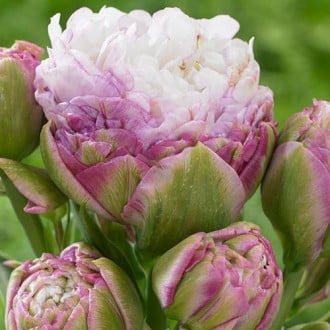 Тюльпан махровый Пегги Вандер изображение 1