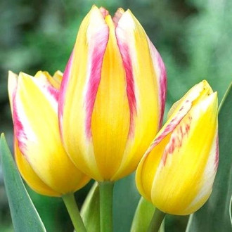 Тюльпан многоцветковый Антуанетта изображение 5