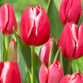 Тюльпан многоцветковый Драгон Кинг изображение 6