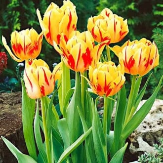 Тюльпан многоцветковый Колор Спектакль изображение 5