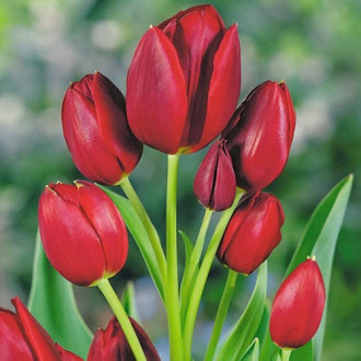 Тюльпан многоцветковый Уоллфлауэр изображение 4