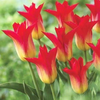 Тюльпан лилиецветный Роял Гифт изображение 3