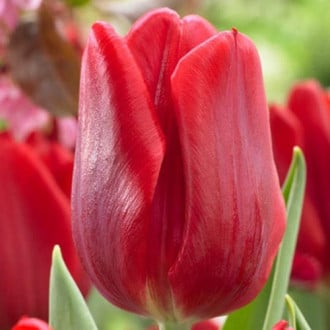 Тюльпан Руби Принц изображение 2