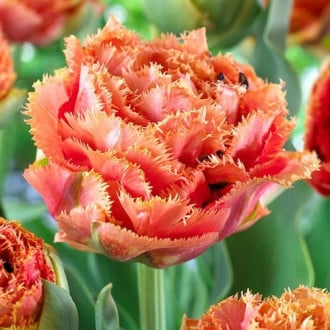 Тюльпан бахромчатый Сенсуал Тач изображение 1