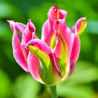 Тюльпан зеленоцветный Виричик изображение 5