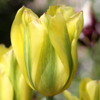 Тюльпан зеленоцветный Формоза изображение 5