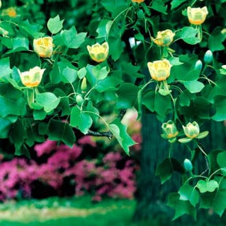 Тюльпанное дерево (лириодендрон) изображение 6