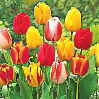 Тюльпаны Дарвина, микс изображение 6
