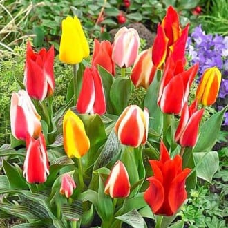 Тюльпаны Грейга, микс изображение 3