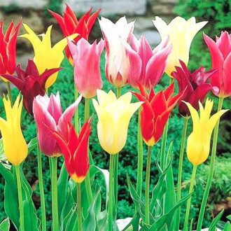 Тюльпаны лилиецветные, микс изображение 5