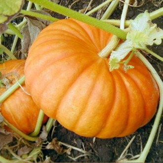 Тыква Осенний пирог, семена изображение 4