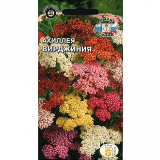 Тысячелистник (ахиллея) Вирджиния, смесь окрасок изображение 4