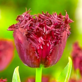Тюльпан бахромчатый Лабрадор изображение 4