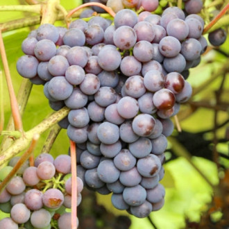Виноград Изабелла изображение 1