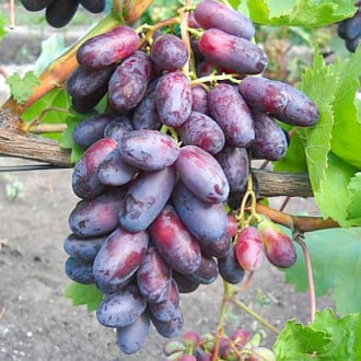 Виноград Изюминка изображение 5