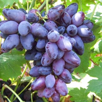 Виноград Кармен изображение 1