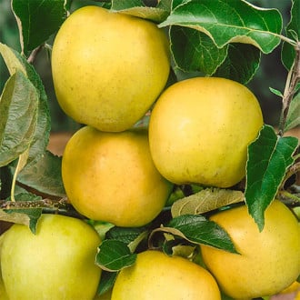 Яблоко-груша Голден Делишес изображение 1
