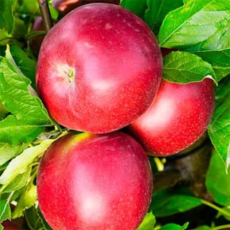 Яблоня Белорусское сладкое  изображение 1