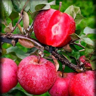 Яблоня Розовый жемчуг (красная мякоть) изображение 2