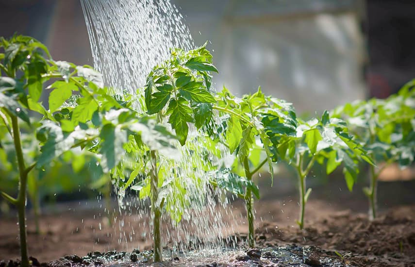 Фосфор для растений – мощные корни, большой урожай