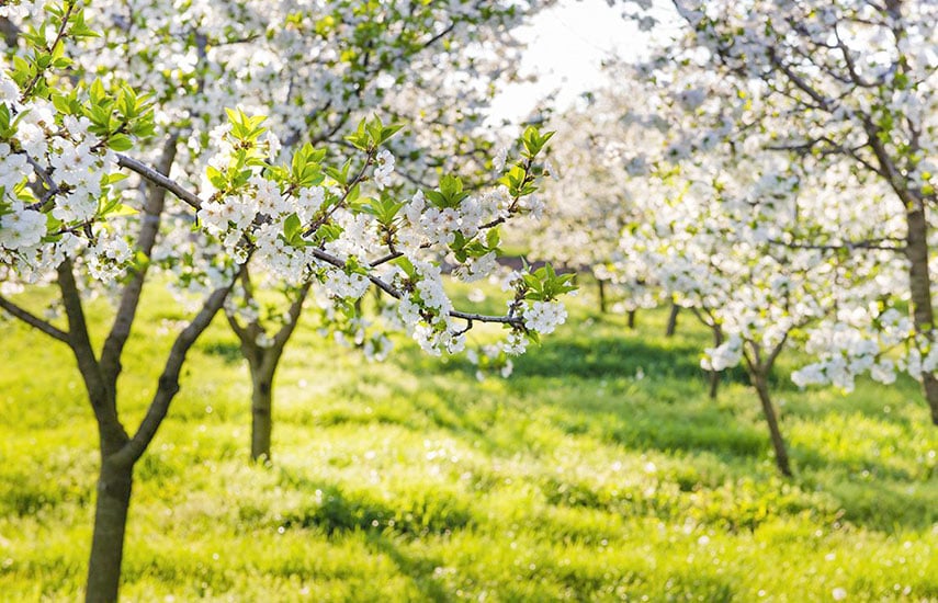 подкормка яблони весной