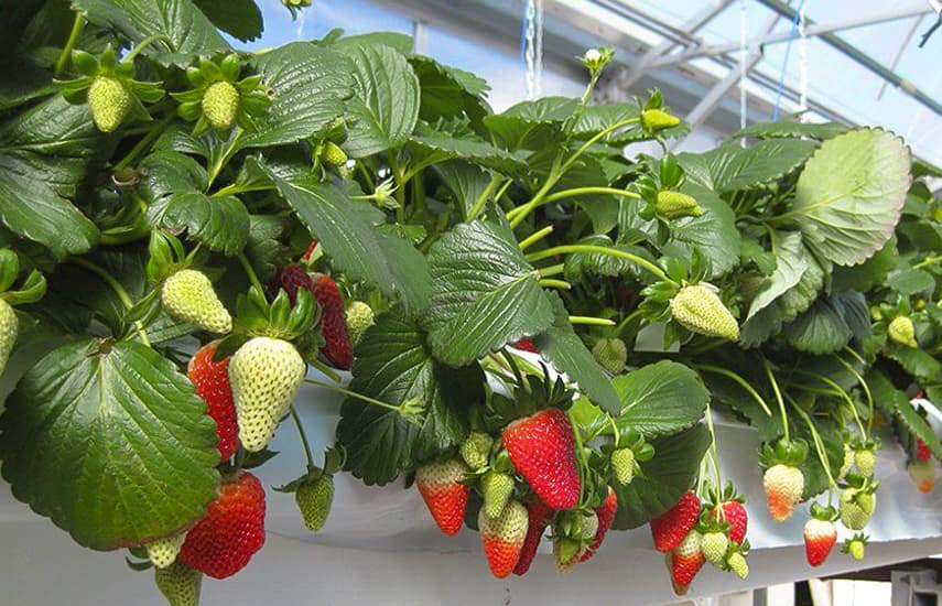 Гидропоника для клубники – секрет получения ягод круглый год