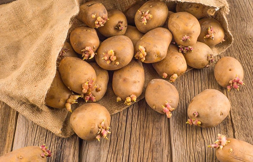 Яровизация картофеля: как повысить урожайность