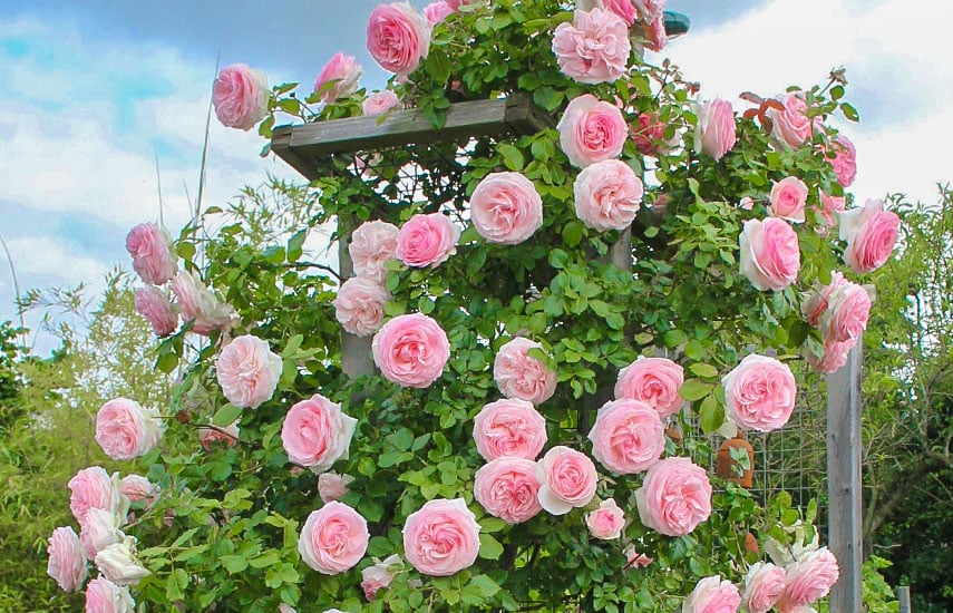 плетистые розы описание