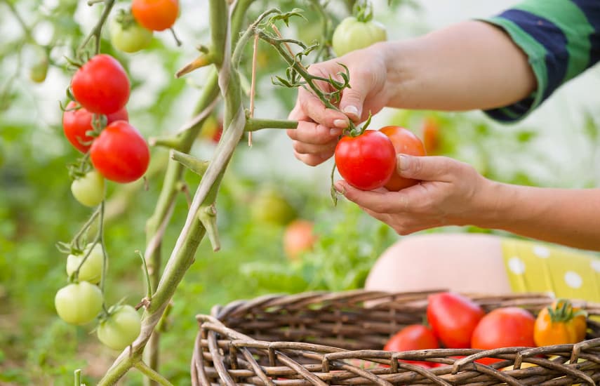 Как удвоить урожай томатов – 10 лайфхаков