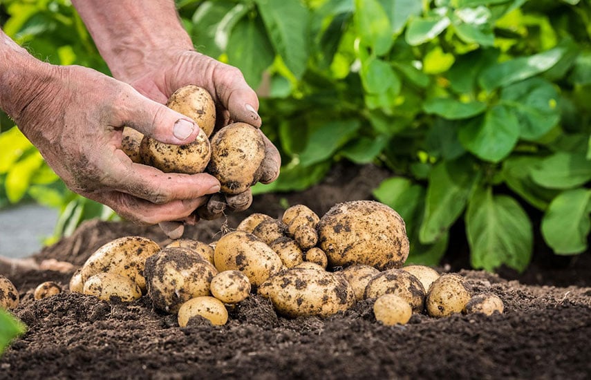 секреты выращивания картофеля