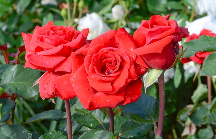 Розы в Красноярске, лучшие цены, лучшее качество, доставка или самовывоз - КРАСРОЗЫ