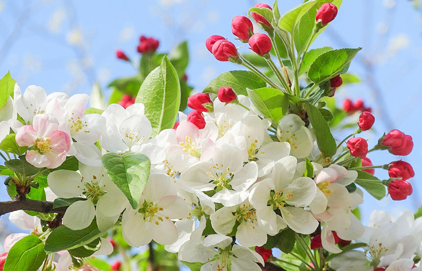 удобрения для яблони какие нужны весной