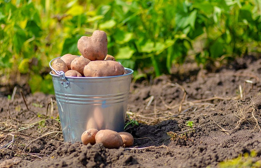 Картофель - посадка и выращивание в Казахстане
