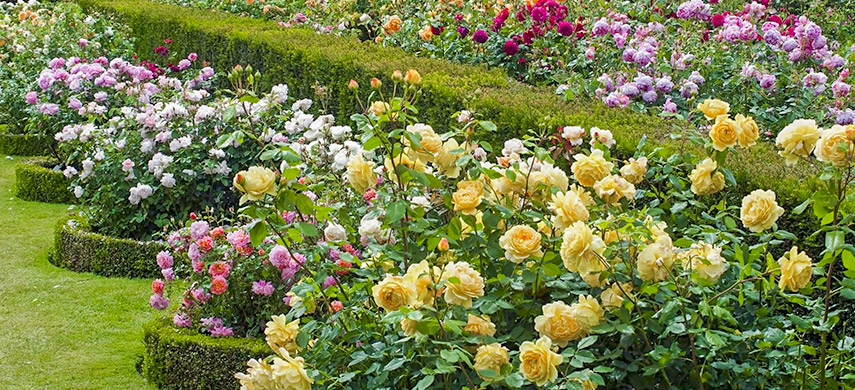 подборка компаньонов для роз в саду 