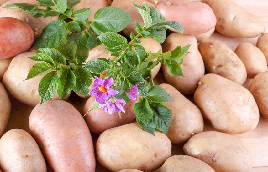 Как вырастить картошку