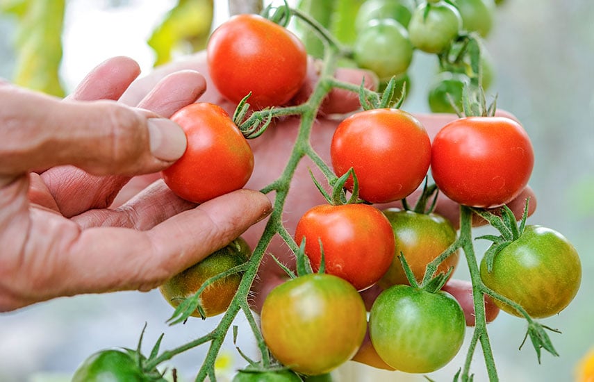 Выращивание помидоров от А до Я