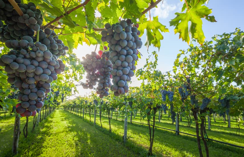 Как выращивать домашний виноград