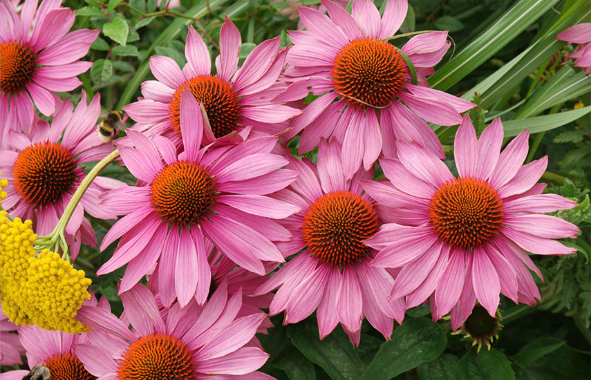 10 самых надежных однолетних цветов для вашего сада: выбирайте лучшие растения