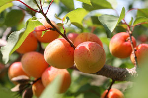 абрикос плоды