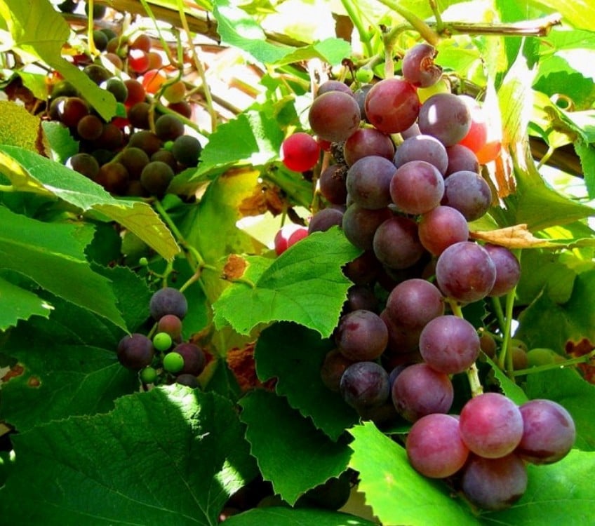Виноград на участке: посадка, уход и обрезка