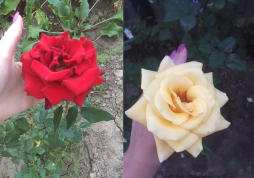 Розы Сагдат Еримбетовой 