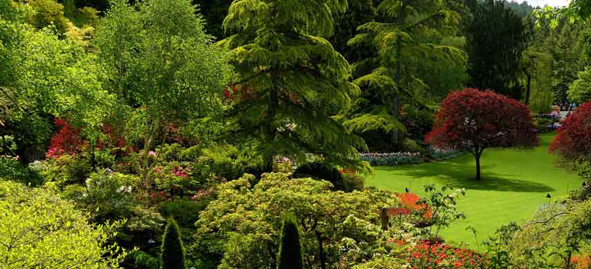 Совместимость деревьев в саду: правила доброго соседства