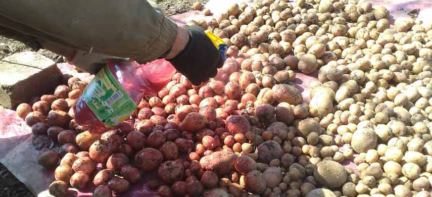 Обрабатываем семенной картофель перед посадкой: список препаратов