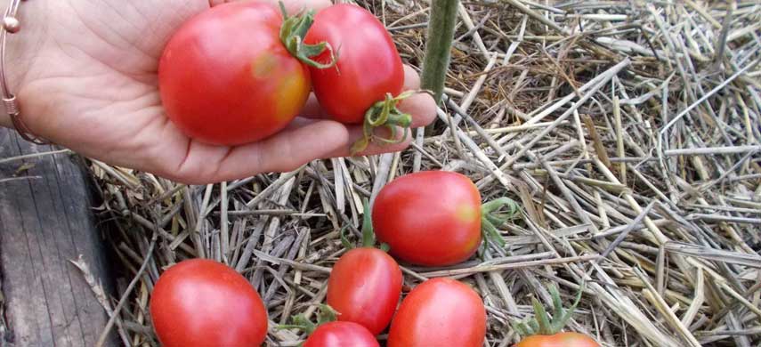 Как сориентироваться в сортах томата и выбрать семена