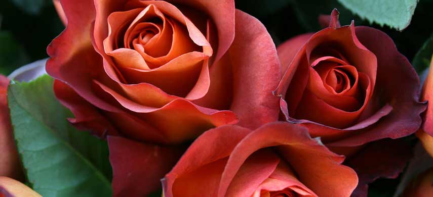 Сорта розы Флорибунда: самые популярные сорта для сада и букетов