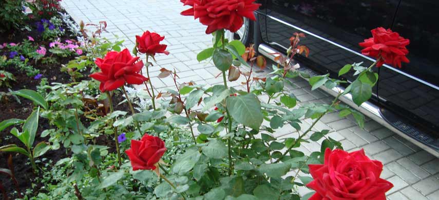 ТОП-10 сортов роз, у которых долго держится цветок